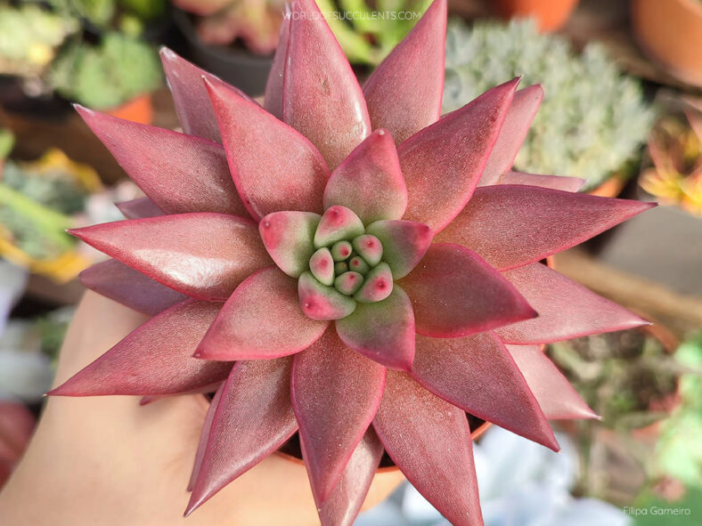 Echeveria 'Celestia' aka Echeveria agavoides 'Celestia'