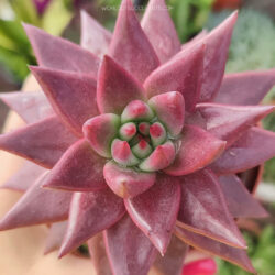 Echeveria agavoides 'Celestia' aka Echeveria 'Celestia'