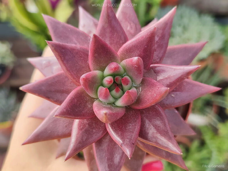 Echeveria agavoides 'Celestia' aka Echeveria 'Celestia'