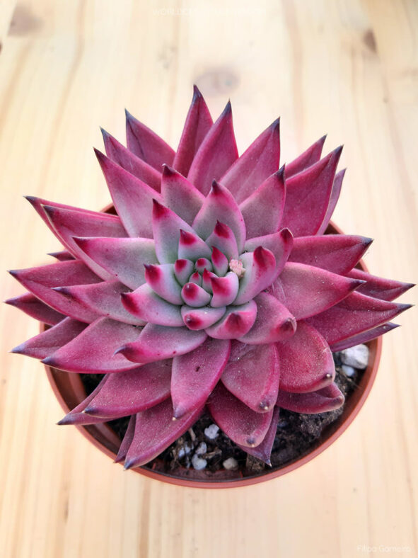 Echeveria agavoides 'Celestia' aka Echeveria 'Celestia'