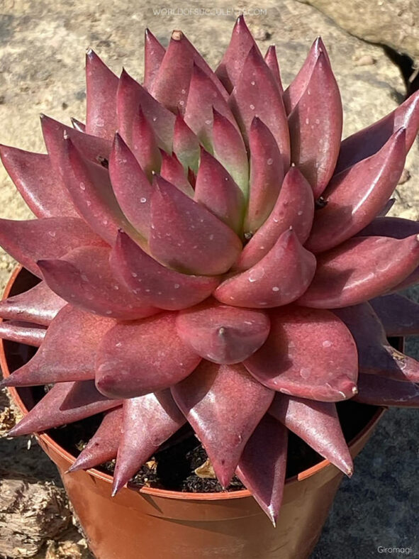 Echeveria agavoides 'Celestia' aka Echeveria 'Celestia'