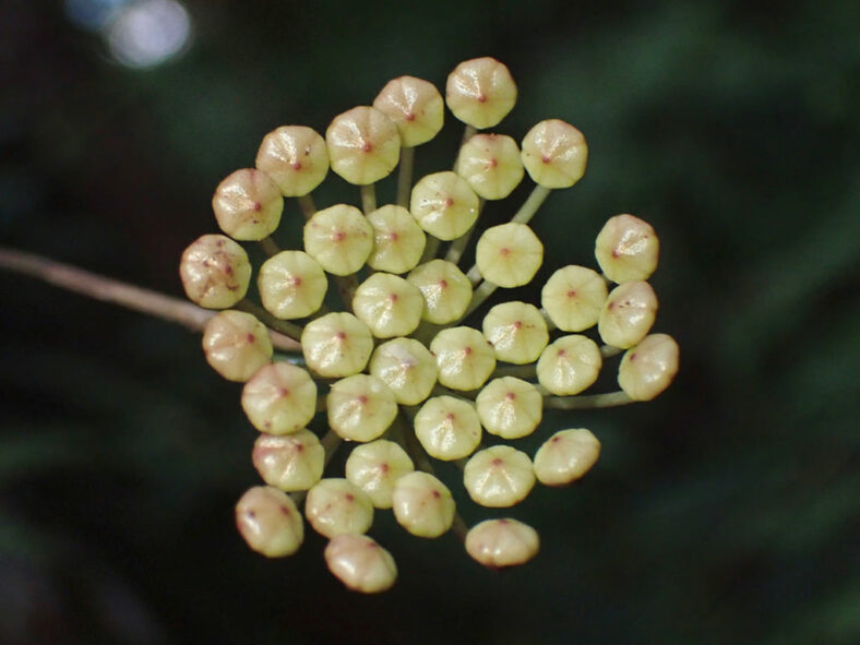 Hoya lacunosa