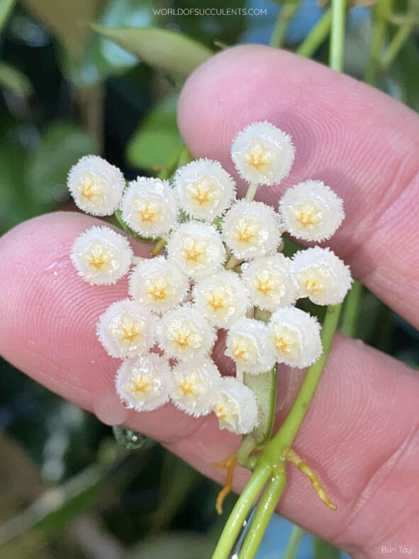 Hoya lacunosa