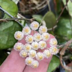 Hoya lacunosa