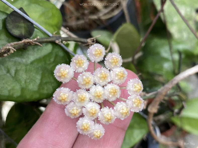 Hoya lacunosa