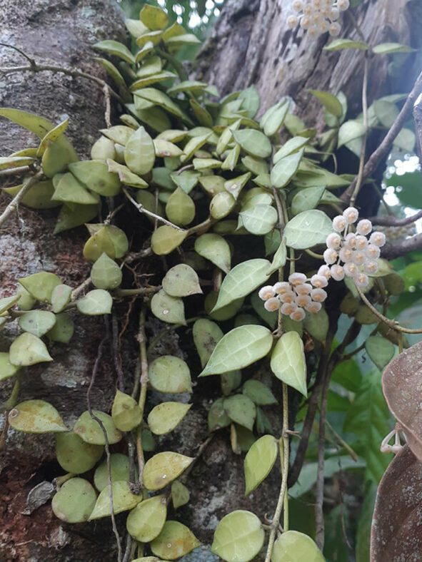 Hoya lacunosa