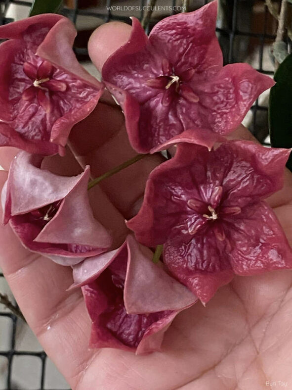 Hoya megalaster