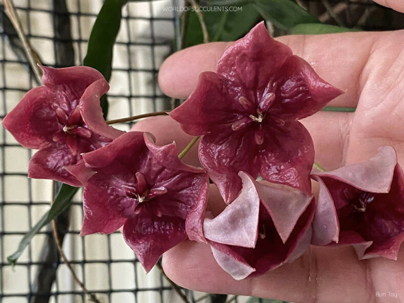 Hoya megalaster