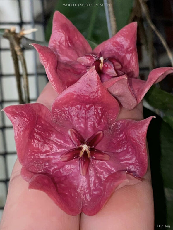 Hoya megalaster