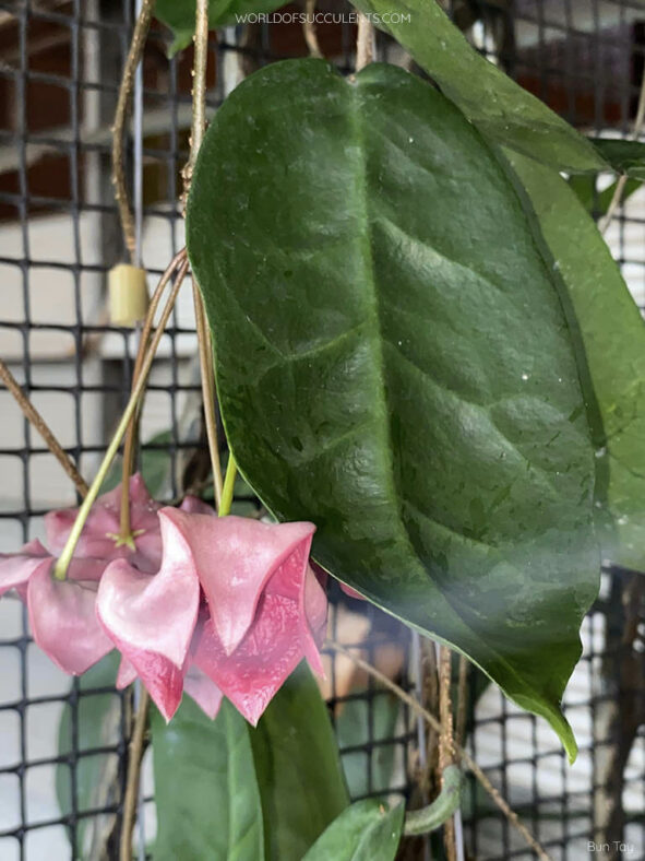 Hoya megalaster