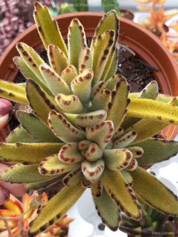 Kalanchoe tomentosa 'Golden Girl'