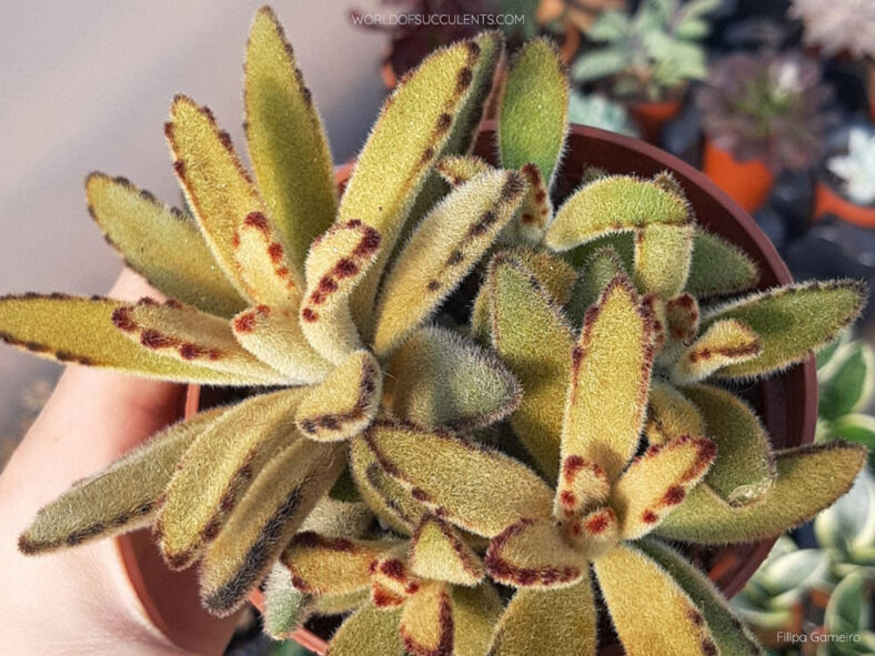 Kalanchoe tomentosa 'Golden Girl'