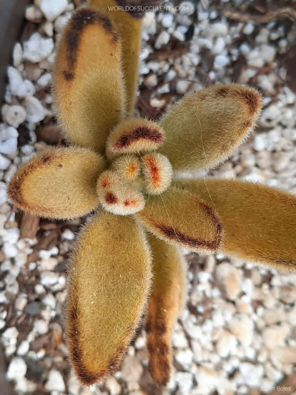 Kalanchoe tomentosa 'Golden Girl'