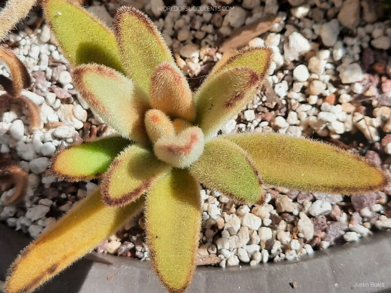 Kalanchoe tomentosa 'Golden Girl'