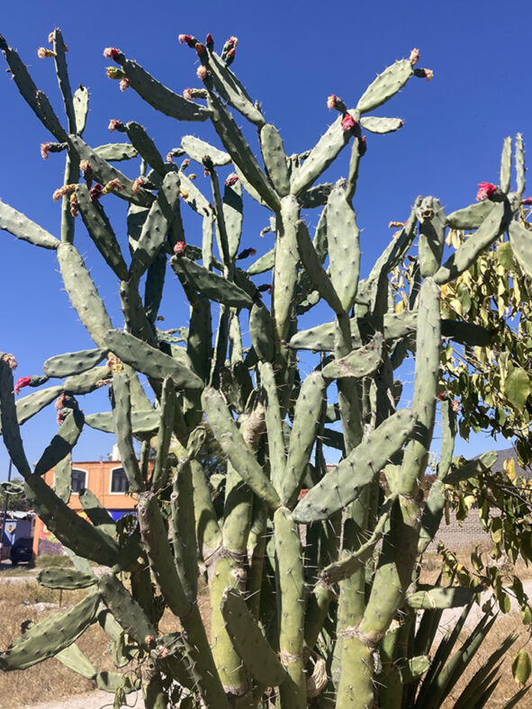 Opuntia auberi