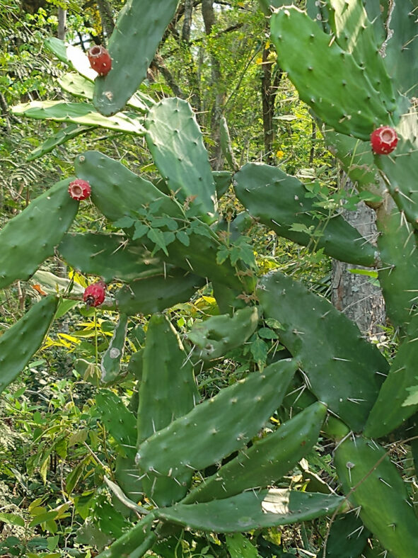 Opuntia auberi