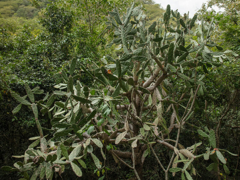 Opuntia auberi