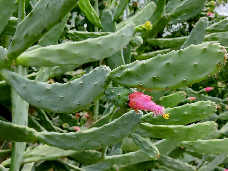 Opuntia auberi