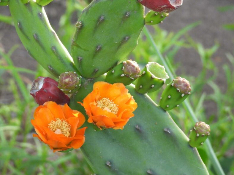 Opuntia elata