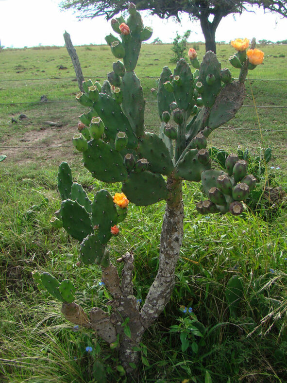 Opuntia elata