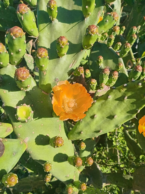 Opuntia elata