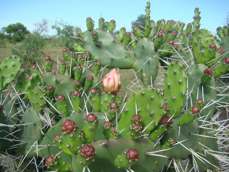 Opuntia elata