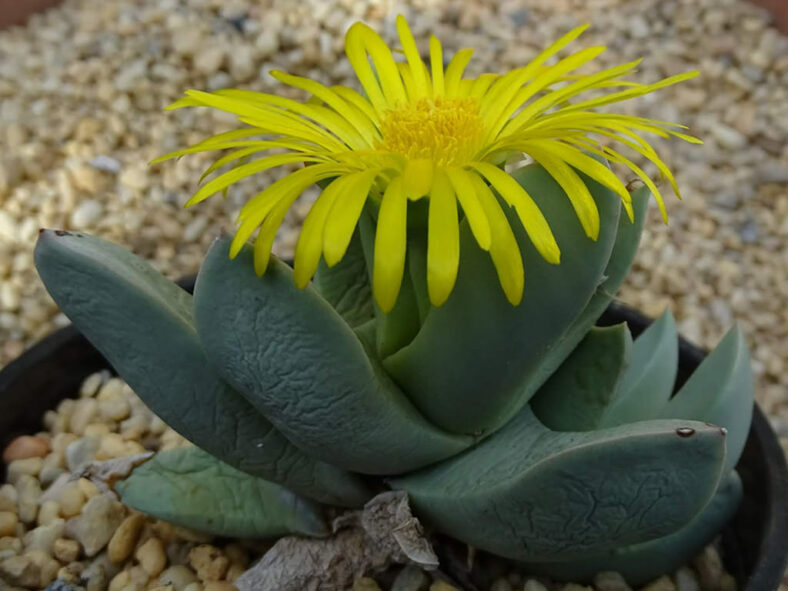 Schwantesia herrei (Yellow Anglefig)