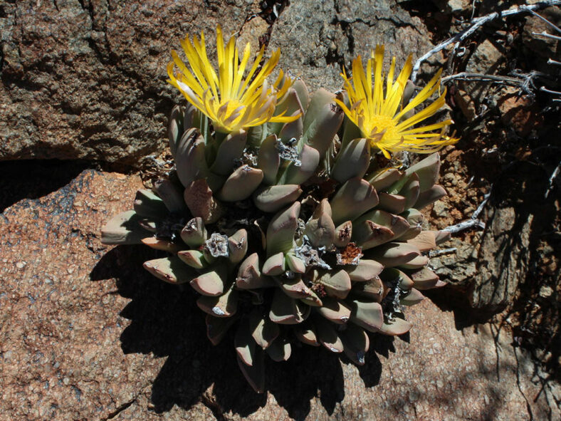 Schwantesia herrei (Yellow Anglefig)