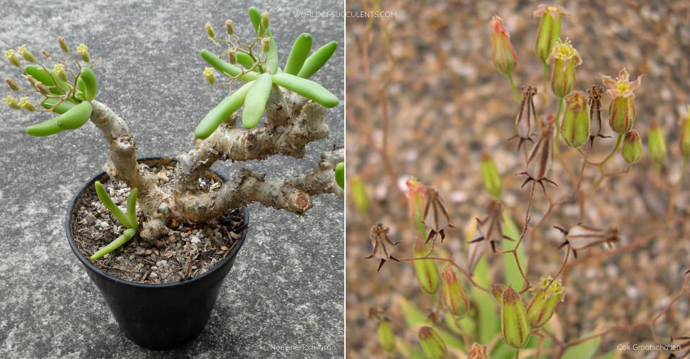 q48 塊根 Tylecodon reticulatus チレコドン レティキュラータス 万物