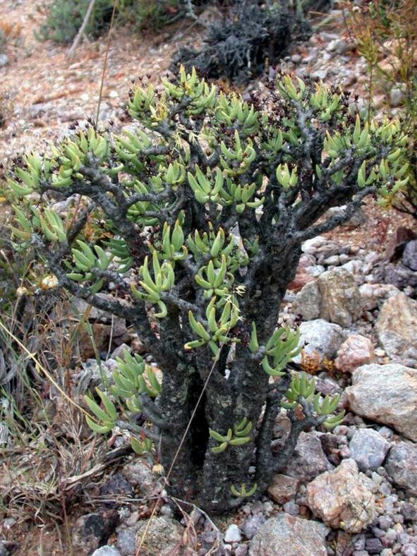 Tylecodon reticulatus subsp. phyllopodium