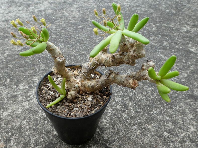 Tylecodon reticulatus subsp. phyllopodium