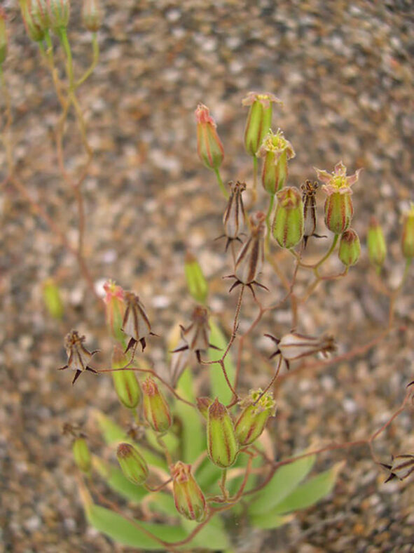 Tylecodon reticulatus subsp. phyllopodium