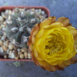 Acanthocalycium thionanthum subsp. glaucum aka Acanthocalycium glaucum or Echinopsis glaucina