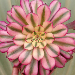 Aeonium 'Hongyan'