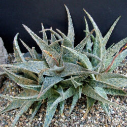 Aloe 'Silver Ridge'