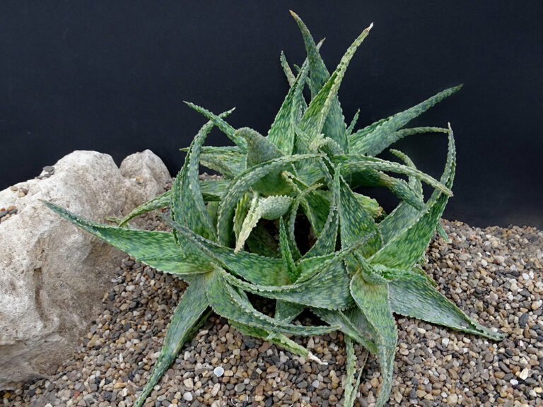 Aloe 'Silver Ridge' - World of Succulents