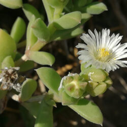 Delosperma patersoniae (Paterson Sheepfig)