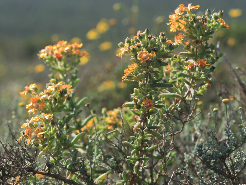 Delosperma testaceum (Orange Sheepfig)