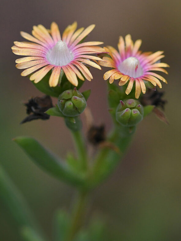 Delosperma testaceum (Orange Sheepfig)