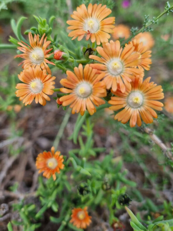 Delosperma testaceum (Orange Sheepfig)