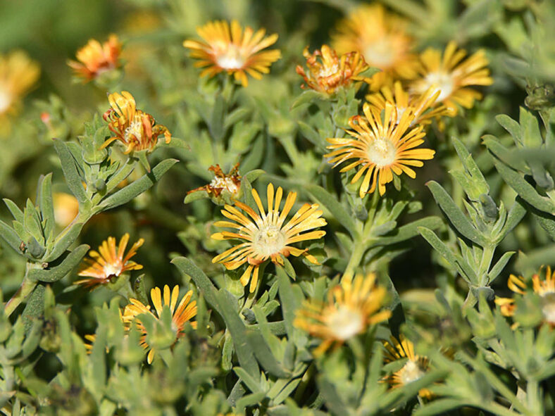 Delosperma testaceum (Orange Sheepfig)