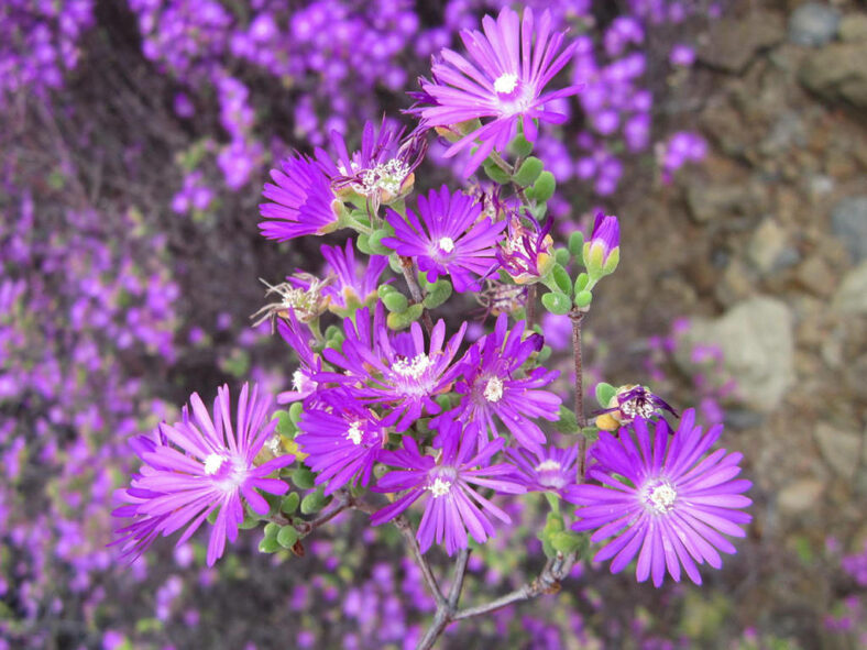 Drosanthemum globosum