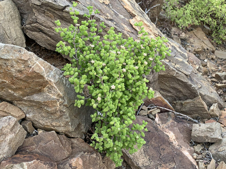 Drosanthemum globosum