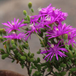 Drosanthemum globosum