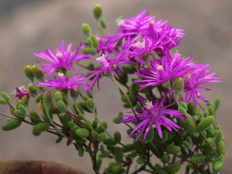 Drosanthemum globosum