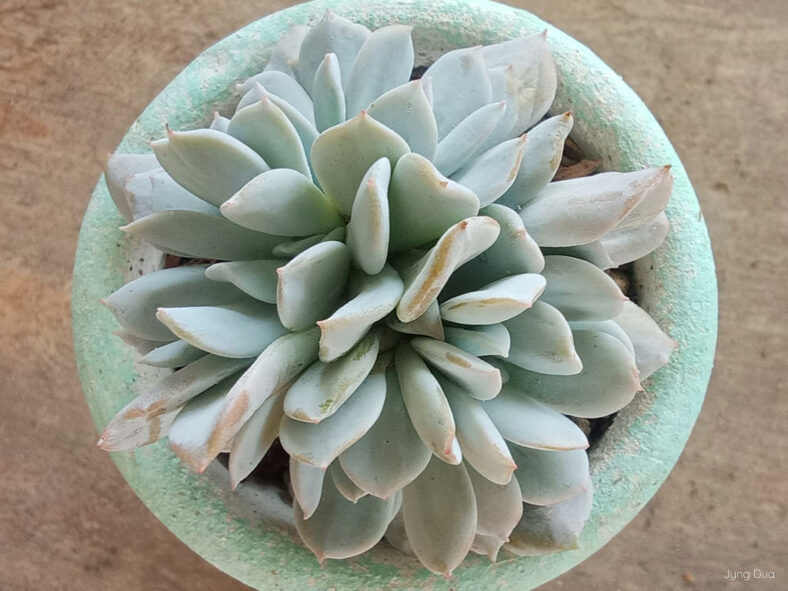 Echeveria 'Exotic Crested'