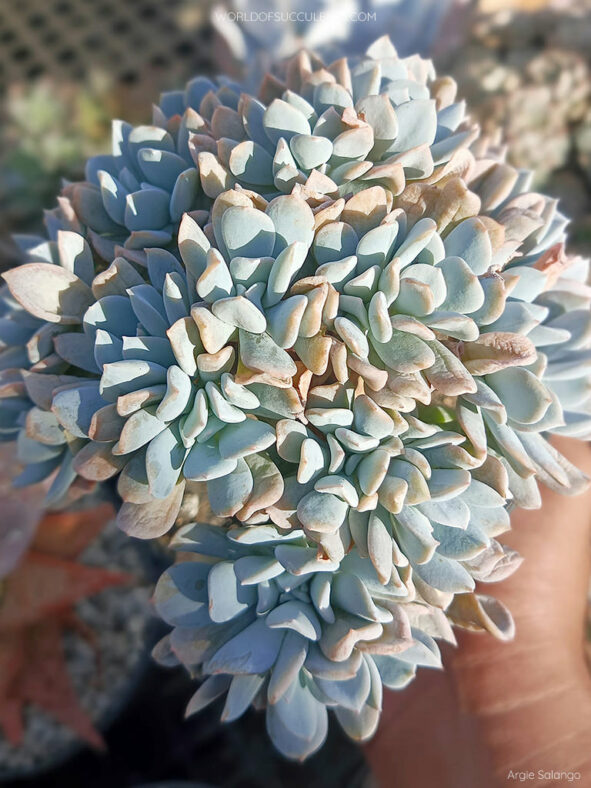 Echeveria 'Exotic Crested'