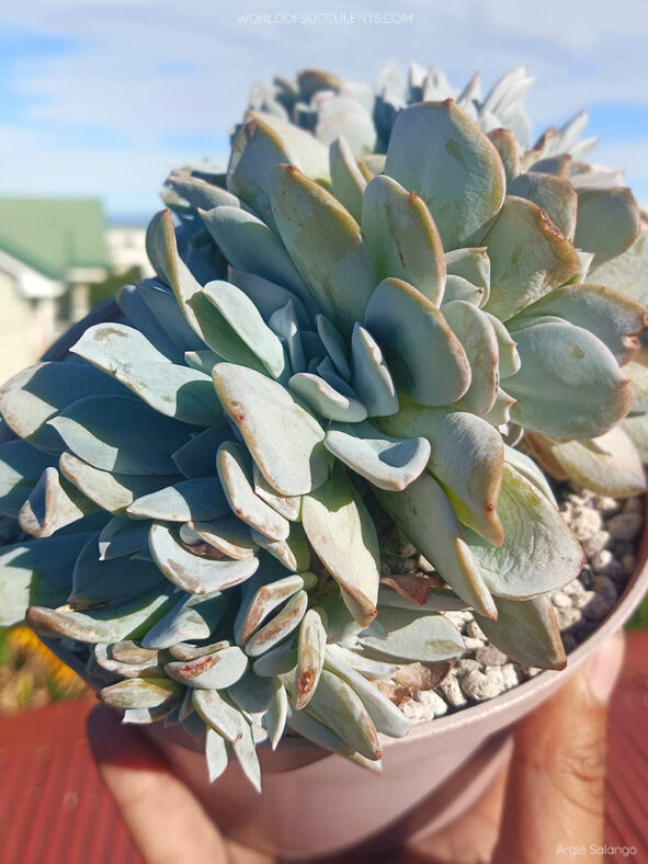 Echeveria 'Exotic Crested'