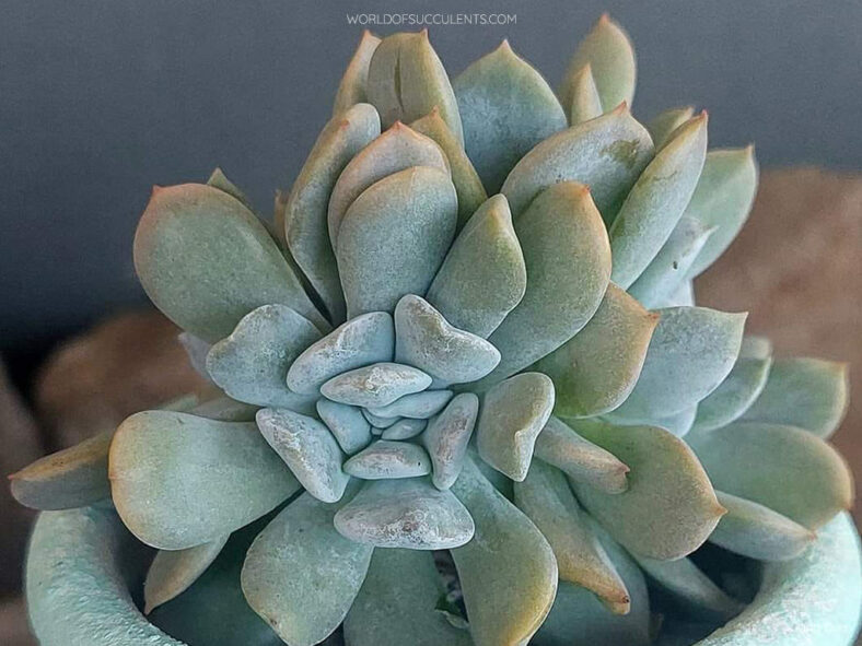 Echeveria 'Exotic Crested'