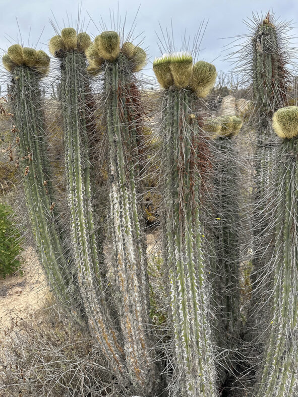 Eulychnia breviflora